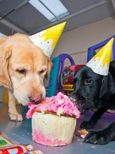 Dogs eating birthday cake