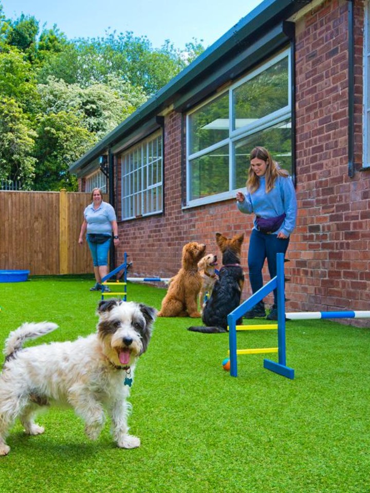 Dogs enjoying their time at our centre