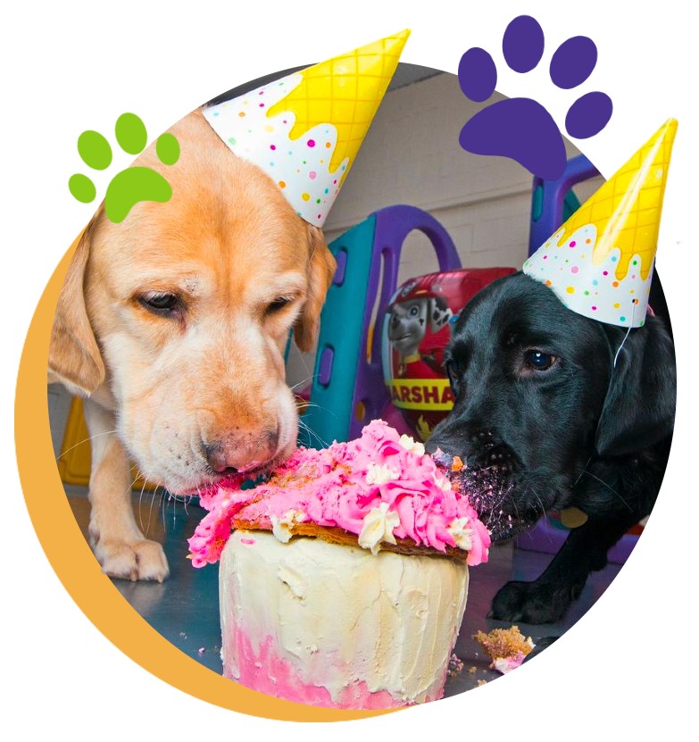 doggy birthday cakes