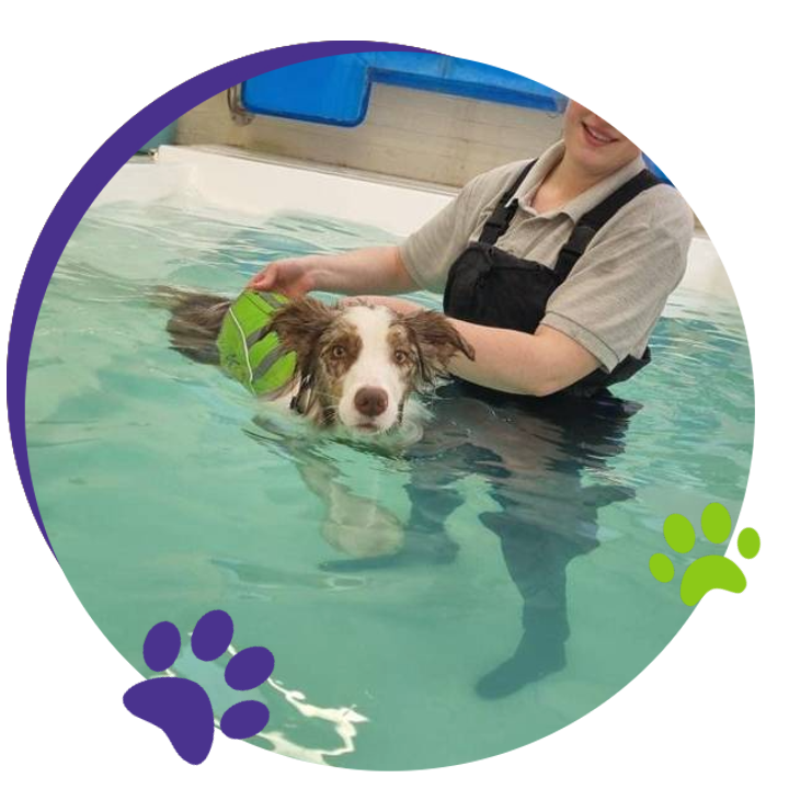 hydrotherapy for dogs near me