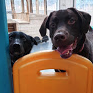 Dogs enjoying our daycare centre